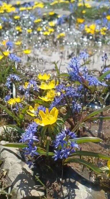 Konya’da doğa canlandı, kartpostallık bahar manzaraları çıktı 5